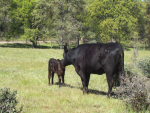 Yosemite National Park area bed and breakfast lodging