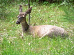 Yosemite area bed breakfasts lodgings on highway 120, Yosemite area lodging