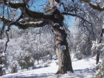 Yosemite Rose ranch, a Yosemite area bed breakast lodging