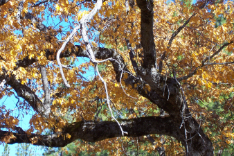 A Yosemite area bed breakfast near Yosemite National Park