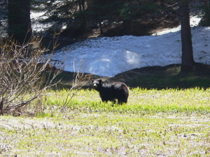 A Yosemite area bed breakfast near Yosemite National Park