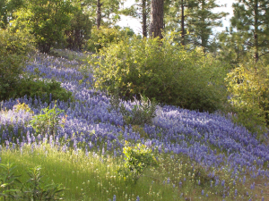 Spring time at this Yosemite National Park area lodging